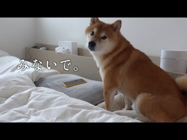 ある条件が整うと柴犬の悪戯がピタリと止みました。