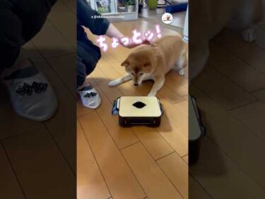 【ロボットに轢かれた！】ママに言いつける柴犬さん🥺｜PECO #柴犬 #柴犬のいる暮らし #柴犬大好き #shiba #shibainu #shibainulife #shibainulove