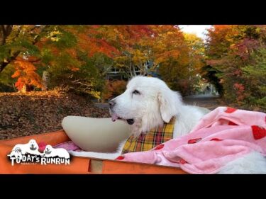 寒くなり絶好調！お散歩1時間前には起きて出発を待っているルンルンです　Great Pyrenees　グレートピレニーズ