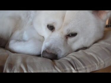 【秋田犬ゆうき】夜鳴き期間中はフードを食べないので一気に痩せますが元気は普通にある【akita dog】