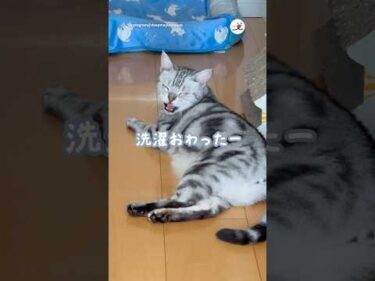 「洗濯がおわったー」と教えてくれる猫さん｜PECO #アメリカンショートヘア #猫 #愛猫家 #猫のいる暮らし #americanshorthair #cat #catlover #catlife