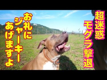 【ピットブル】ダディと超迷惑害獣退治とエゾシカジャーキーの動画です