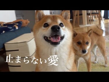 重い愛が止まらない…兄を追いかけ続ける一途な柴犬妹がこちら。