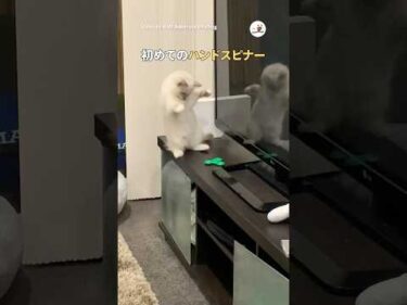 子猫にハンドスピナーを与えてみたら…｜PECO #ラグドール #子猫 #愛猫家 #子猫のいる生活 #kitten #ragdoll #catlover #kittenlife