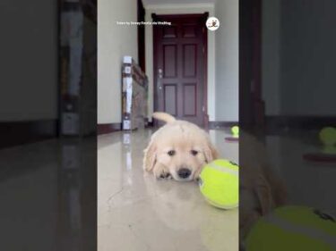 子犬にボールを買った結果｜PECO #ゴールデンレトリバー #子犬 #子犬のいる暮らし #goldenretriever #puppy #retrieverpuppy #puppylife