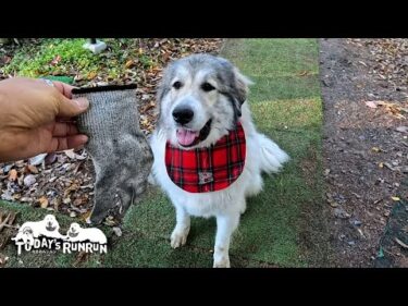 飽きたらもういい…一方的に鬼ごっこを切り上げるベルです　Great Pyrenees　グレートピレニーズ