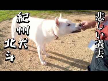 【紀州犬】オヤツをあげながら北斗の過去を話す