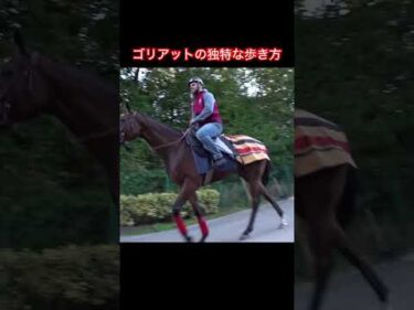 【ジャパンカップ】ゴリアットの独特な歩き方 #shorts #競馬  #ジャパンカップ