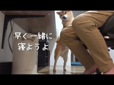 パパと一緒じゃないと寝られない柴犬…悶絶級の可愛さを見せつける。