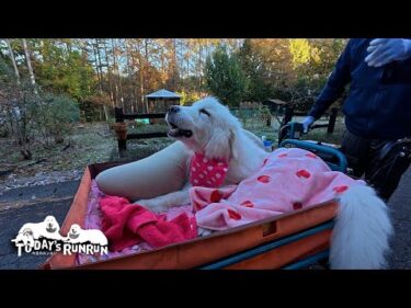 散歩道でも気を緩めずワンワンと警戒するルンルンです　Great Pyrenees　グレートピレニーズ