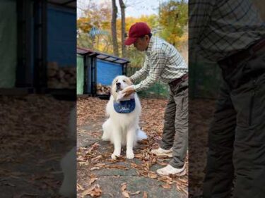 Alain アラン #greatpyrenees #todaysrunrun #グレートピレニーズ #todaysrunrun