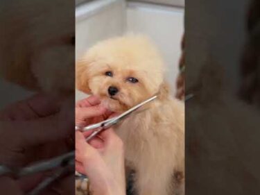 How to Grooming Adorable Poodle Puppy / トイプーの子犬をヘアカットしたら #トリミング #asmr #puppy #grooming #dogshorts