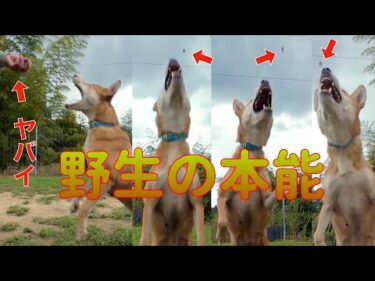 【保護犬】ハッチの恐ろしい動体視力にスロー再生で迫る！