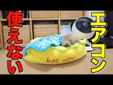 12月までエアコンが使えなくなってしまいました…【トイプードル】