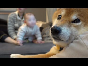 柴犬と赤ちゃんを見にいったら奇跡に立ち会いました。