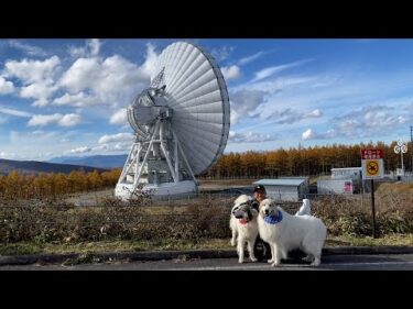 秋晴れが気持ちよかったのでドライブへ行ったルンルンとアランとベルです　Great Pyrenees　グレートピレニーズ