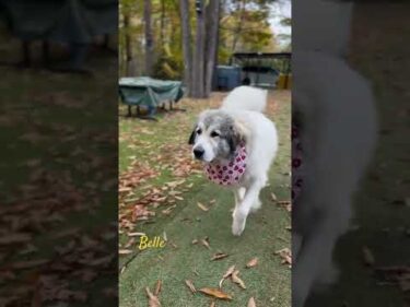 Belle ベル #greatpyrenees #todaysrunrun #グレートピレニーズ #今日のルンルン