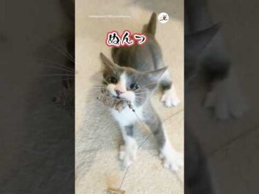 【一流の狩りとは…】狙った獲物は離さない😼✨｜PECO #子猫 #愛猫家 #子猫のいる生活 #kitten #catlover #kittenlife