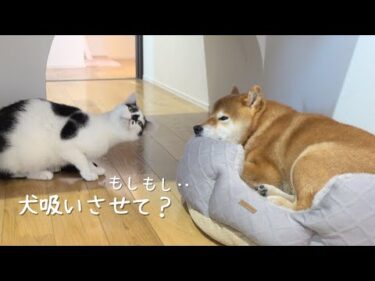 柴犬が好きすぎる猫！半日間犬吸いができないと、こうなる。