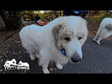 高確率で草のタネだらけになる寄り道王のアランです　Great Pyrenees　グレートピレニーズ