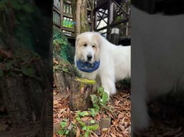 Alain アラン #greatpyrenees #todaysrunrun #グレートピレニーズ #今日のルンルン