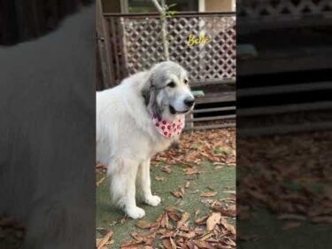 Belle ベル #greatpyrenees #todaysrunrun #グレートピレニーズ #今日のルンルン