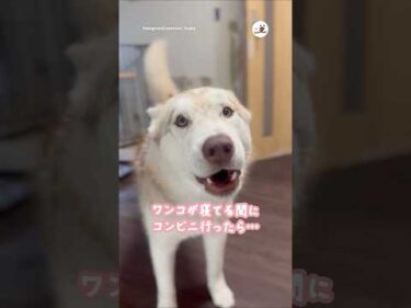 ワンコが寝てる間にコンビニへ行くと…｜PECO #シベリアンハスキー #大型犬 #ハスキー大好き #siberianhusky #dog #huskylove