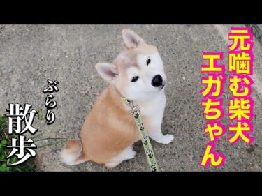 元噛む柴犬エガちゃんと行く！ 施設周辺の散歩