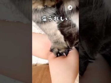 【猫愛あるある？】なんのこれしき……😇｜PECO #サイベリアン #猫 #愛猫家 #猫のいる暮らし #siberian #cat #catlover #catlife