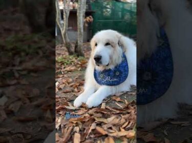 Alain アラン #greatpyrenees #todaysrunrun #グレートピレニーズ #今日のルンルン