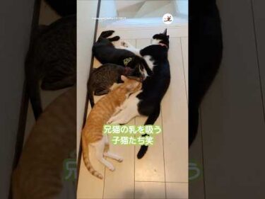 朝起きると兄猫がまさかの事態に…！｜PECO#子猫 #保護猫 #愛猫家 #子猫のいる生活 #kitten #rescuedkitten #rescuedcat #catlover