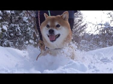 大雪ではしゃぐ柴犬ハチ‥帰宅すると落ち込む事態に。