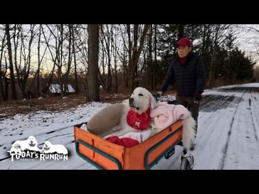 道路の雪が落ち着き2日ぶりに散歩へ出かけたルンルンです　Great Pyrenees　グレートピレニーズ