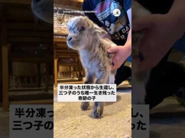 【感動】瀕死だった子ヤギが立ち上がる瞬間✨｜PECO #ヤギ #子ヤギ #goat #babygoats