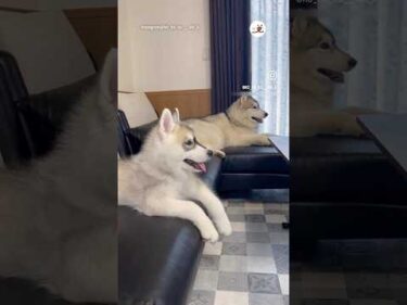 こういう話をしてそう😆｜PECO #シベリアンハスキー #子犬 #大型犬 #ハスキー大好き #siberianhusky #huskypuppy #puppy #huskylove