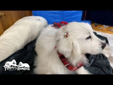 シャンプーへ行きクリスマスのリボンを付けてもらったルンルンです　Great Pyrenees　グレートピレニーズ