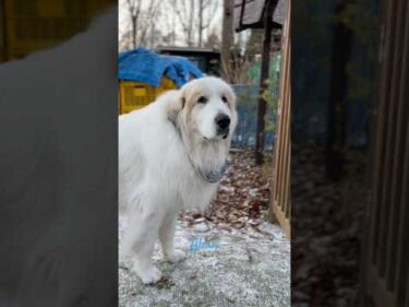 Alain アラン #greatpyrenees #todaysrunrun #グレートピレニーズ #今日のルンルン