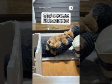 半年前はワンコを飼うの反対してた父が…｜PECO #トイプードル #犬 #愛犬家 #トイプードルのいる暮らし #toypoodle #dog #doglover #poodlelife