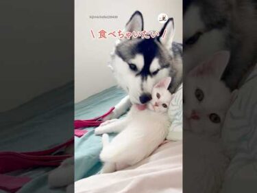 子猫と仲良くなりたいハスキー｜PECO #犬と猫 #シベリアンハスキー #子猫 #白猫  #dogandcat #siberianhusky #kitten #whitecat