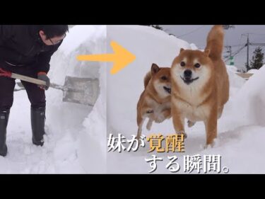 秘密の洞穴を作って隠れんぼしたら柴犬妹が神対応を見せました。