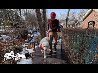 上り階段の木道を通り張り切って車まで歩いたルンルンです　Great Pyrenees　グレートピレニーズ