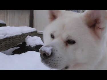 【秋田犬ゆうき】雪に覆われた世界はにおいが微妙に薄まり自分の足跡も一応嗅いでしまう【akita dog】