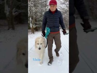 Alain アラン #greatpyrenees #todaysrunrun #グレートピレニーズ #今日のルンルン