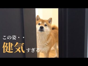 自分も苦手なのに妹のシャワーを健気に応援する柴犬が可愛すぎる。。