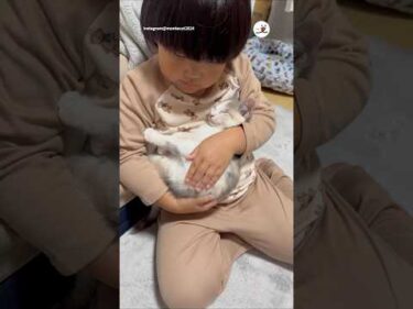 保護子猫を寝かしつける子💕｜PECO #子猫 #保護猫 #愛猫家 #子猫のいる生活 #保護猫のいる暮らし #kitten #rescuedkitten #catlover #kittenlife