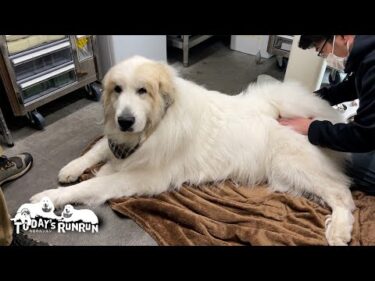 とっても大人しく鍼灸治療を受けるお利口なアランです　Great Pyrenees　グレートピレニーズ