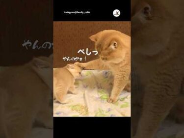 勝利を確信した子猫さん｜PECO #子猫 #ブリティッシュチンチラゴールデン #子猫のいる生活 #kitten #britishgoldchinchilla #kittenlife