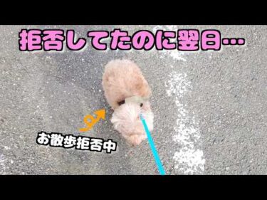 お散歩嫌いの愛犬が1ヶ月ぶりにパパと散歩したら別犬のようになりました！【トイプードル】