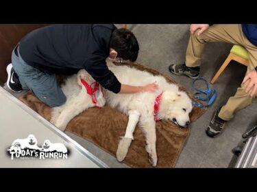 体重UP！鍼灸治療で元気と健康をたくさんチャージしたルンルンです　Great Pyrenees　グレートピレニーズ