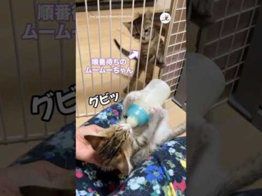 順番が待ち切れない子猫🙀｜PECO #キジトラ #保護猫 #愛猫家 #子猫 #子猫のいる生活 #browntabby #rescuedkitten #kitten #catlover